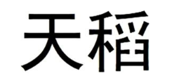天稻