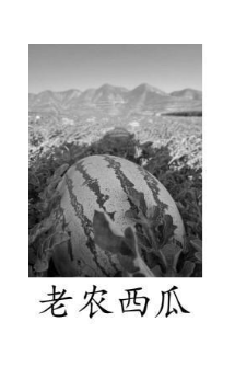老农西瓜